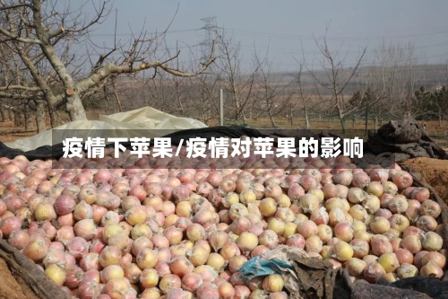 疫情下苹果/疫情对苹果的影响-第3张图片